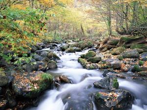 金箔のついたおしゃれなアクササリー