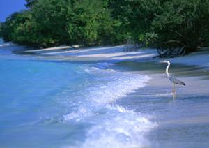 長瀞で川下りを希望する人はここ